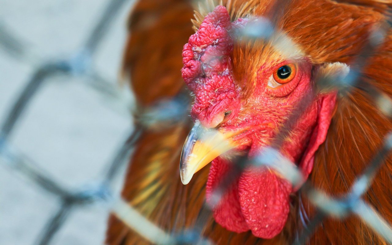 Vorerst gelten in der Schweiz keine Vogelgrippe-Massnahmen mehr. 