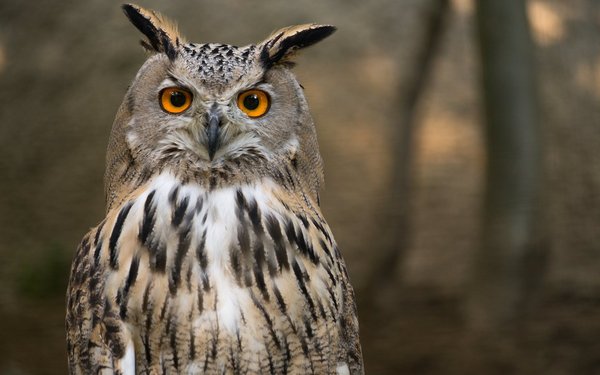 Erkennen Sie diese Tiere an ihren wissenschaftlichen Namen? - tierwelt