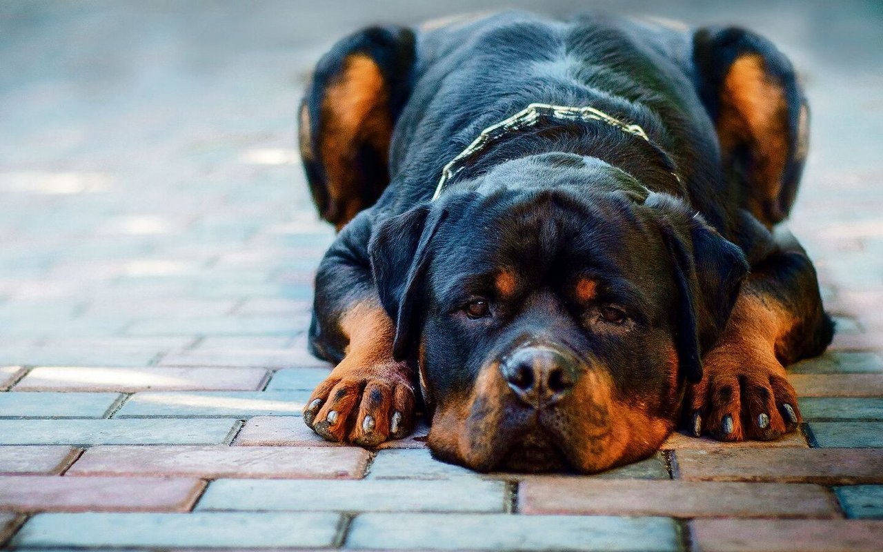 Auch Rassen aus dem deutschen Raum, wie etwa der Rottweiler, stehen häufig auf der Liste.