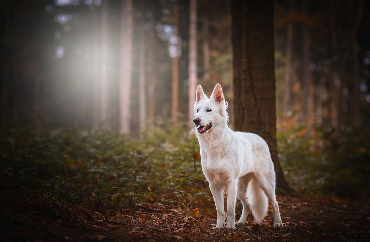Sanft und trotzdem loyal: Der Berger Blanc Suisse ist ein idealer Familienhund.