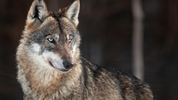 portait eines Wolfes