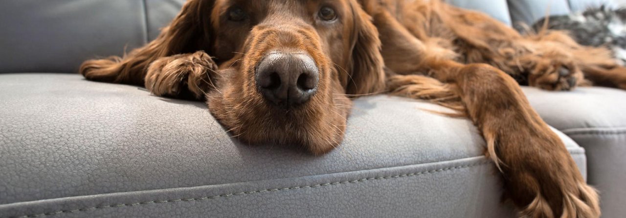 Im Wohnzimmer ist das Sofa der Anziehungspunkt schlechthin. Dabei müssen sich Hunde an klare Regeln halten.