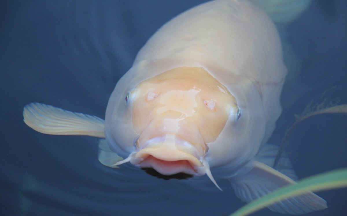 Teichfische wie dieser Koi beleben einen Gartenweiher.