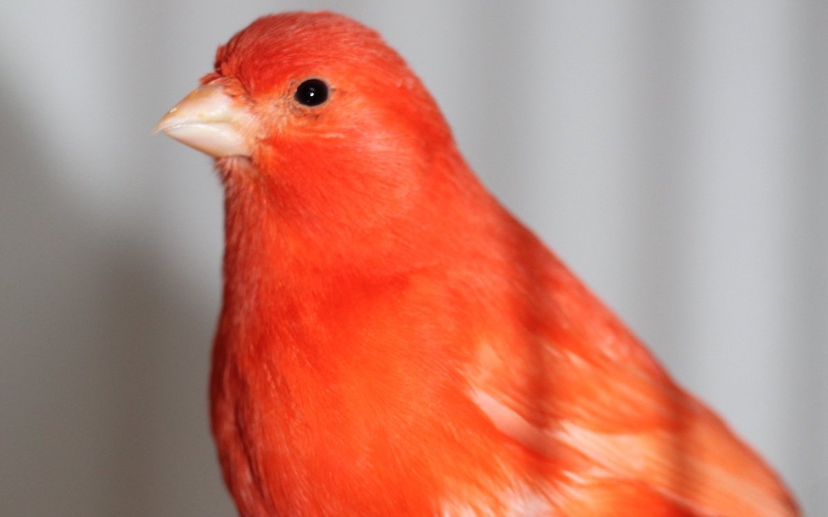 Rote Kanarienvögel entstanden durch die Einkreuzung des Kapuzenzeisigs. 