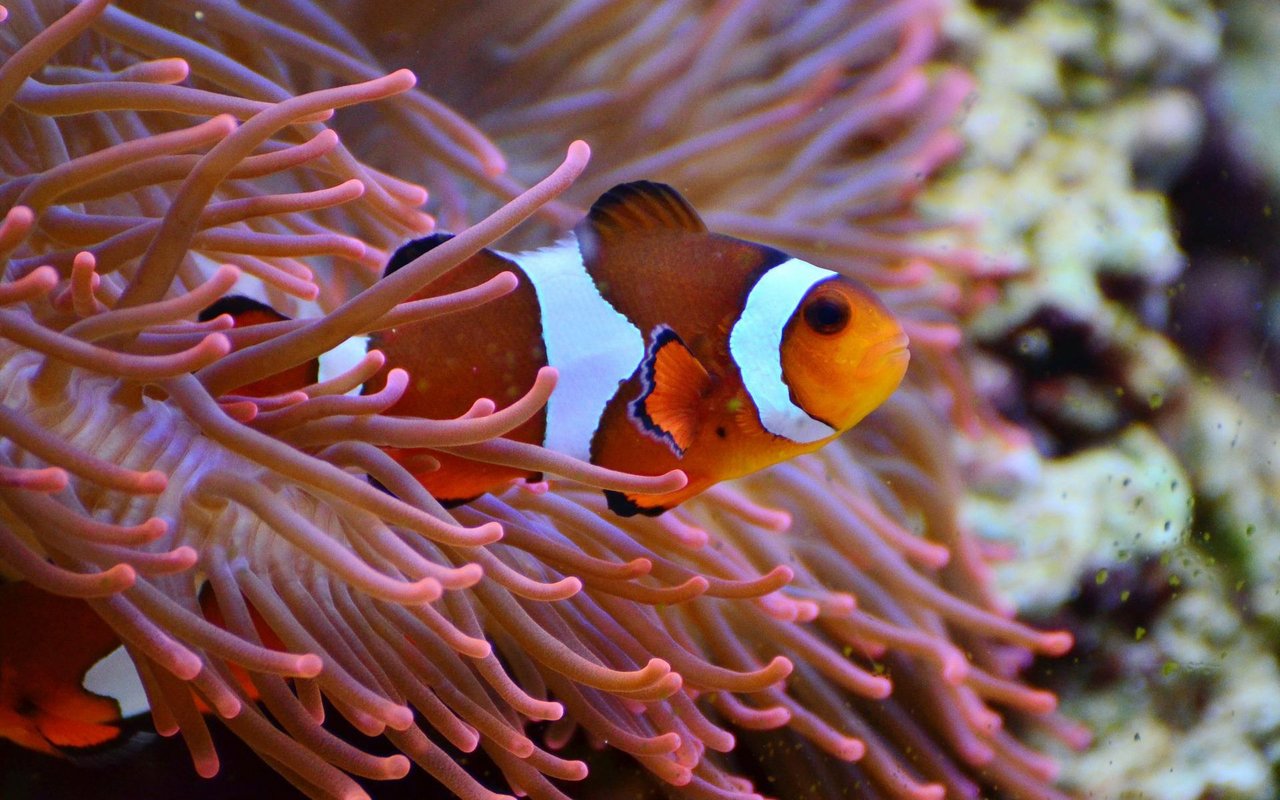 Die Grösse von Clownfischen bestimmt ihre Fortpflanzungsfähigkeit, trotzdem passen sie sich ihrer Seeanemone an.