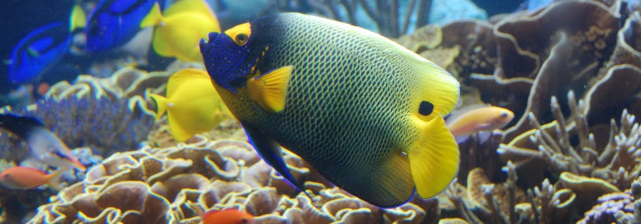 Eine bunte Fischmischung ist auch im heimischen Aquarium möglich, sofern die Tiere die gleichen Bedingungen benötigen und sich untereinander verstehen.