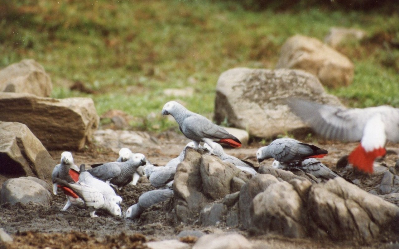 Freilebende Graupapageien in der Demokratischen Republik Kongo im Gebiet Ituri frühmorgens auf einem Edo, einer Lichtung im Wald. 