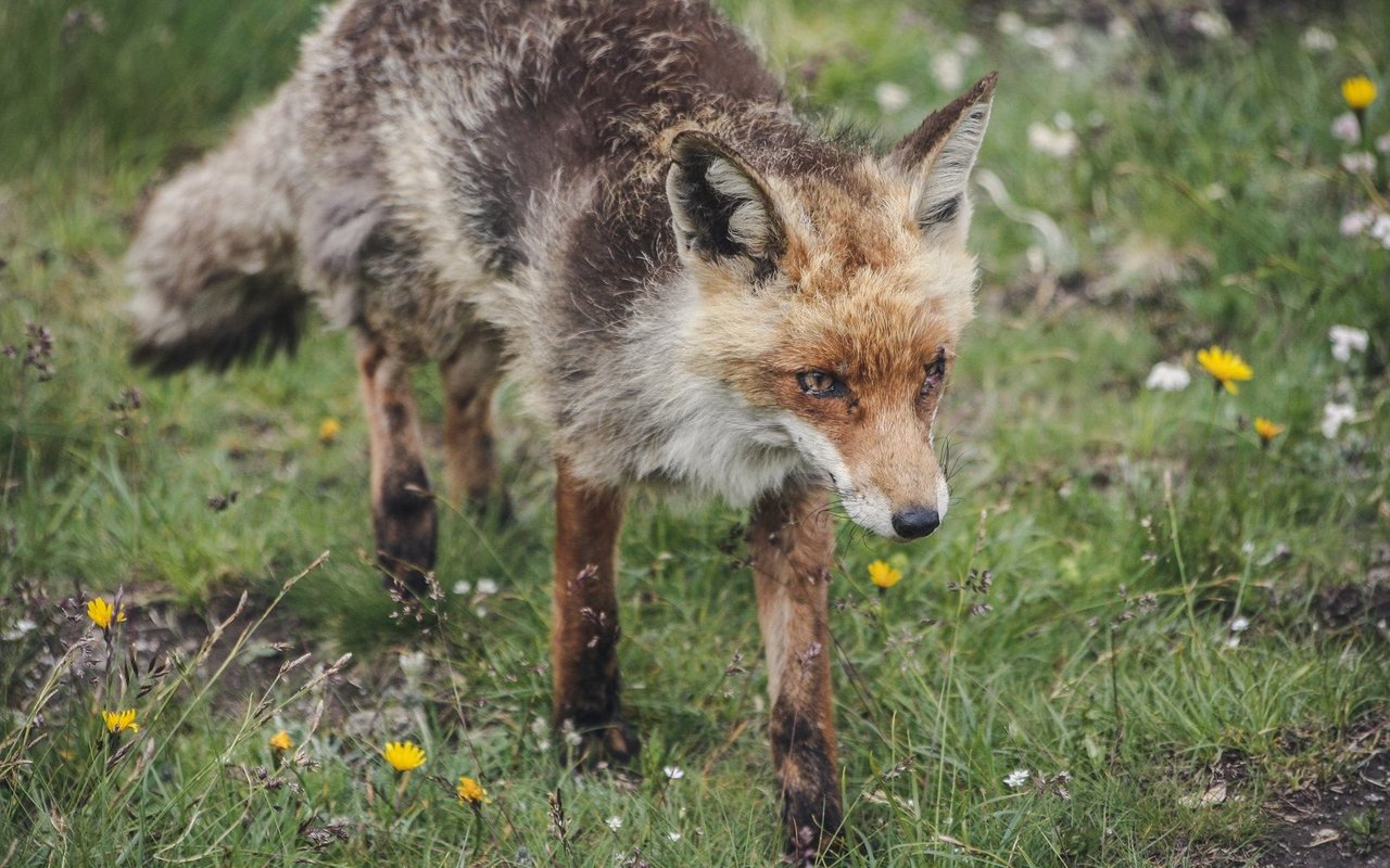 Im Gegensatz zu Haustieren kann man Wildtiere nicht gegen Staupe impfen.