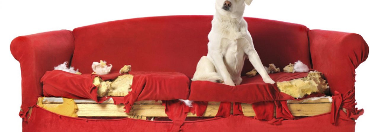 Unglückliche oder gelangweilte Hunde kommen schon mal auf die Idee, das Sofa auseinanderzunehmen.