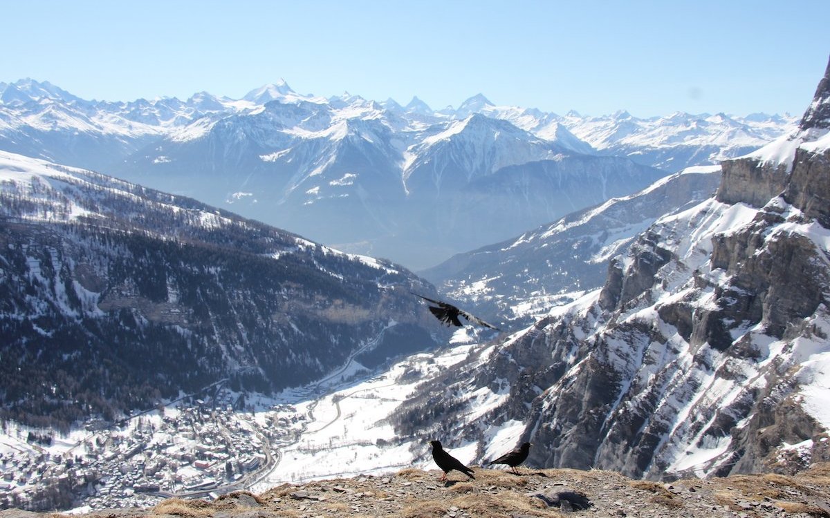 Das Bergpanorama von der Gemmi aus, wo die Bartgeier fliegen, ist atemberaubend. 