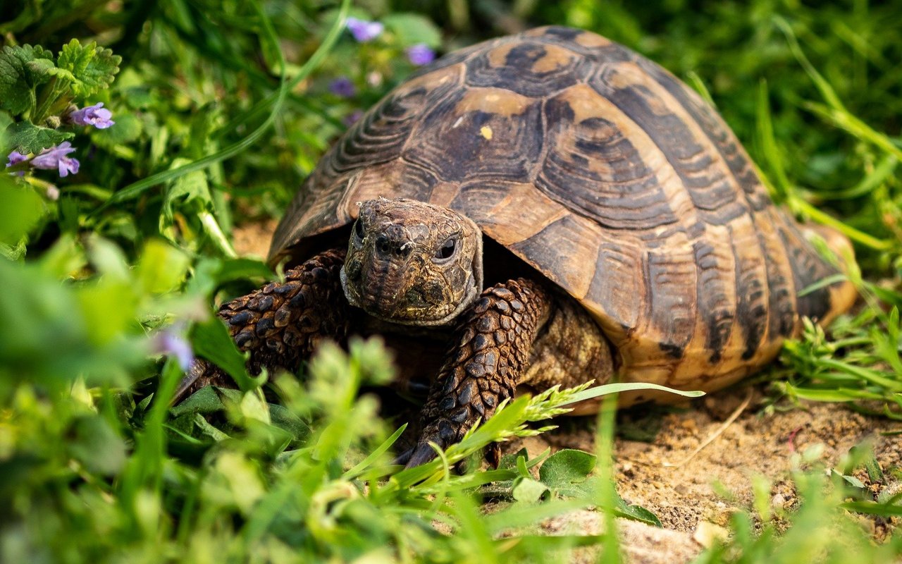 Griechische Landschildkröten gehören zu den häufigsten als Haustiere gehaltenen Reptilien. Sie werden sehr alt und brauchen Zugang ins Freie.