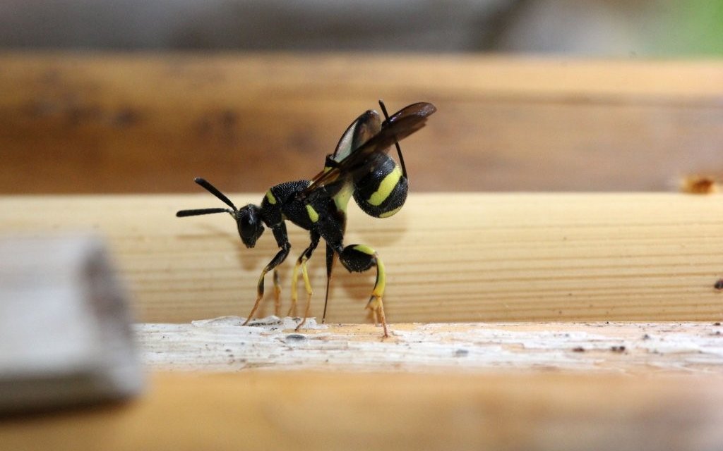 Auch bei dieser Schlupfwespe sieht man den Legebohrer, der aus dem Hinterteil herausragt, direkt im Einsatz.