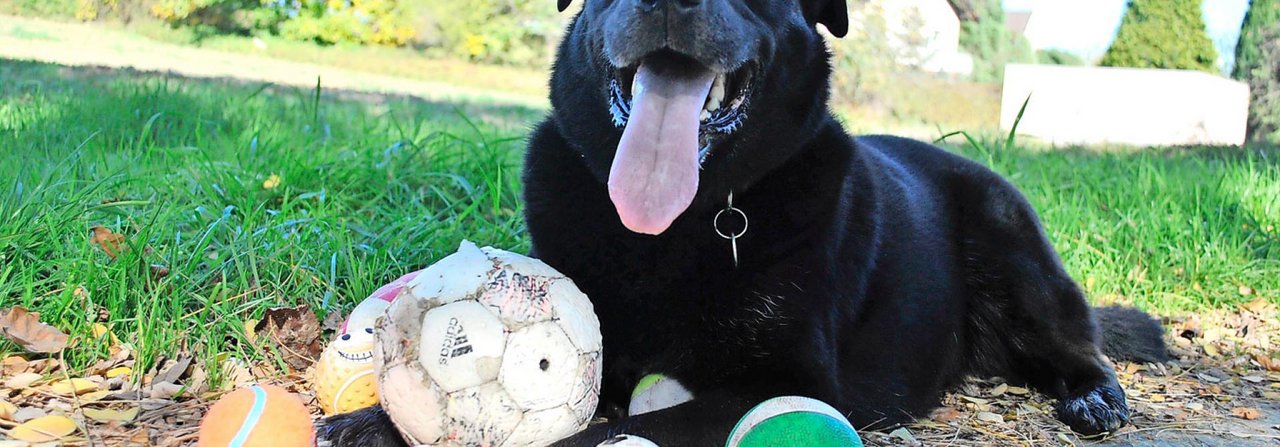 Gross, rot, grün, gelb, klein – die Vielfalt an Spielbällen ist gross, die Wahl wird zur Qual.