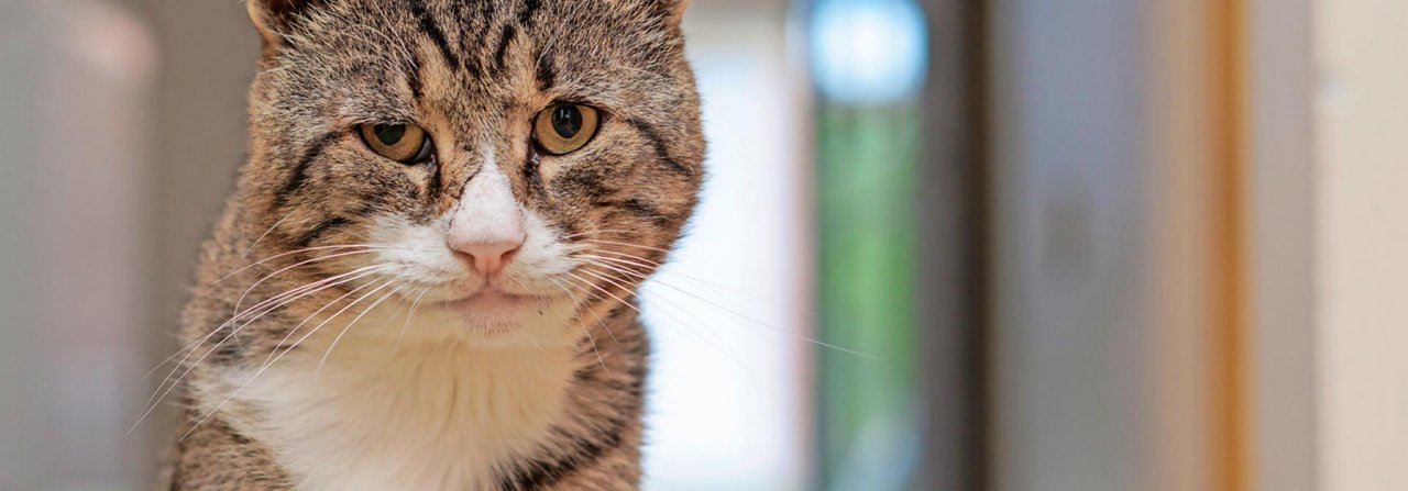Von Demenz betroffene Katzen haben in der Regel keine Schmerzen – sie sind aber oft ängstlich und ruhelos.