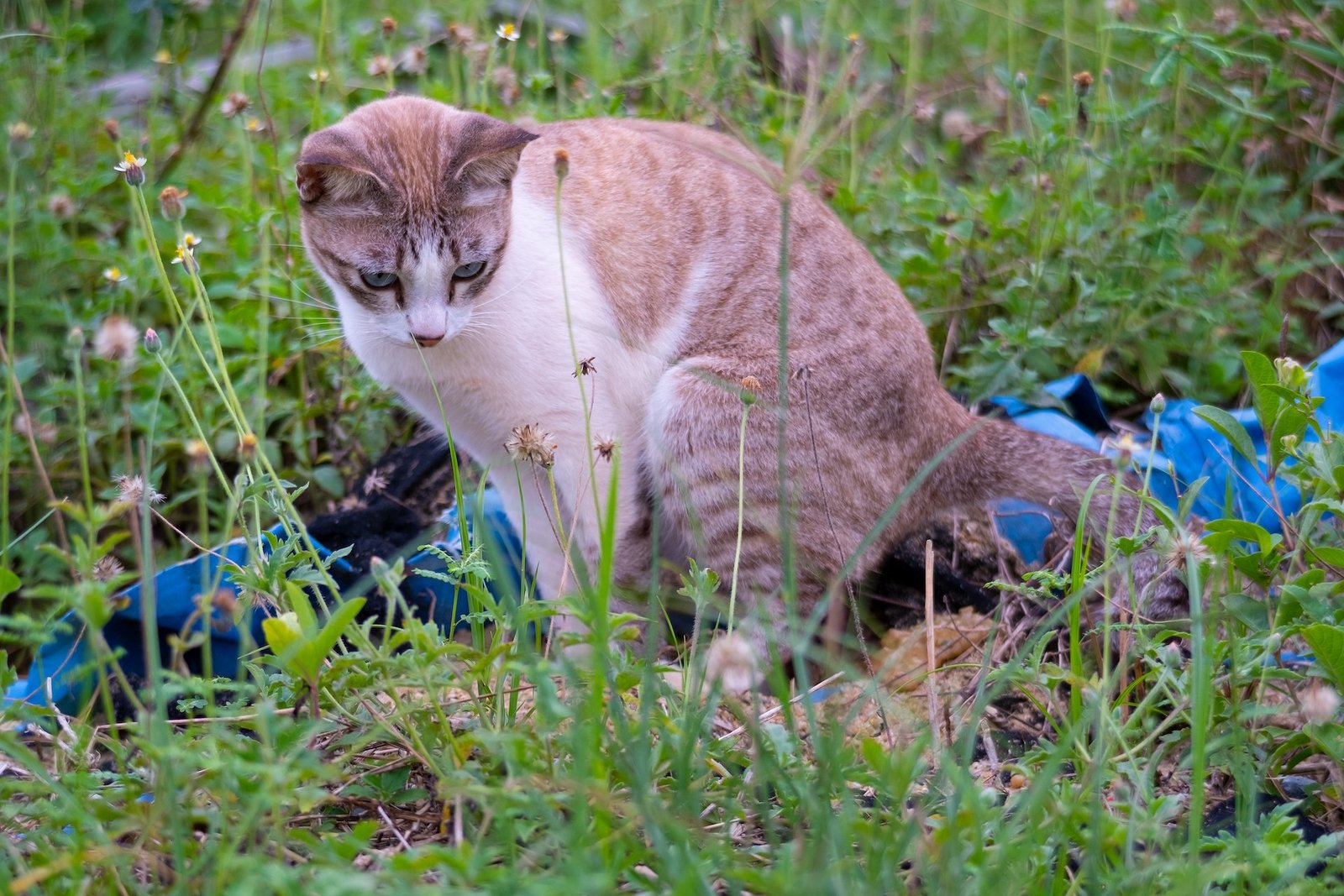 Tipps gegen Katzen im Garten und Gemüsebeet 