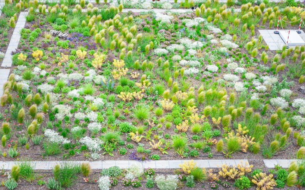 Begrünte Dachflächen geben der Natur im Siedlungsraum Raum zur Entfaltung. 