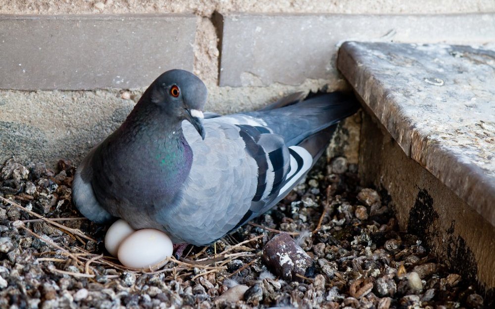 Tauben sind dafür bekannt, Nester aus nur wenigen Zweigen zu bauen. 