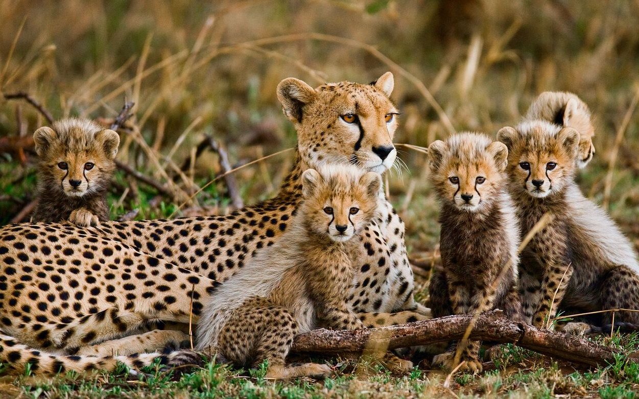 Diese Gepardenmutter und ihre Jungen sind fast unsichtbar in dergoldgelben Savanne.