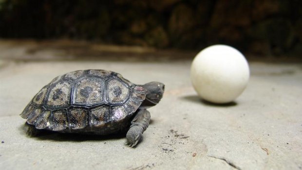 schildkroete11.jpg