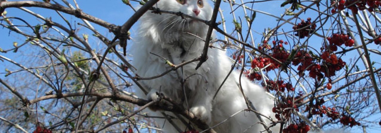 Katzen macht es Spass, die Welt draussen für sich zu entdecken.