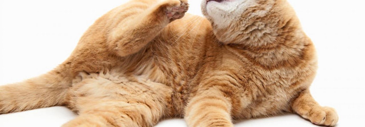 Katzen, die sich häufig kratzen, könnten unter einer Allergie leiden.