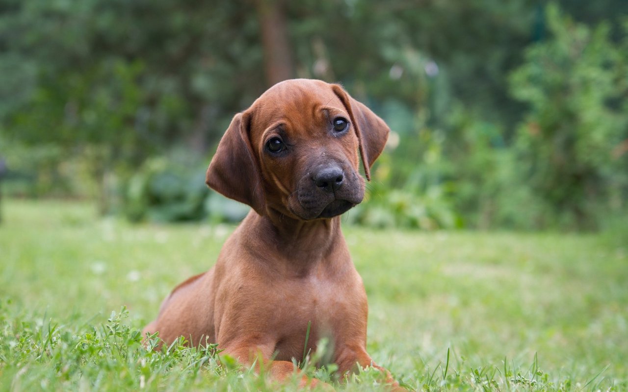 Ridgeback Welpen sind Power Pakete.