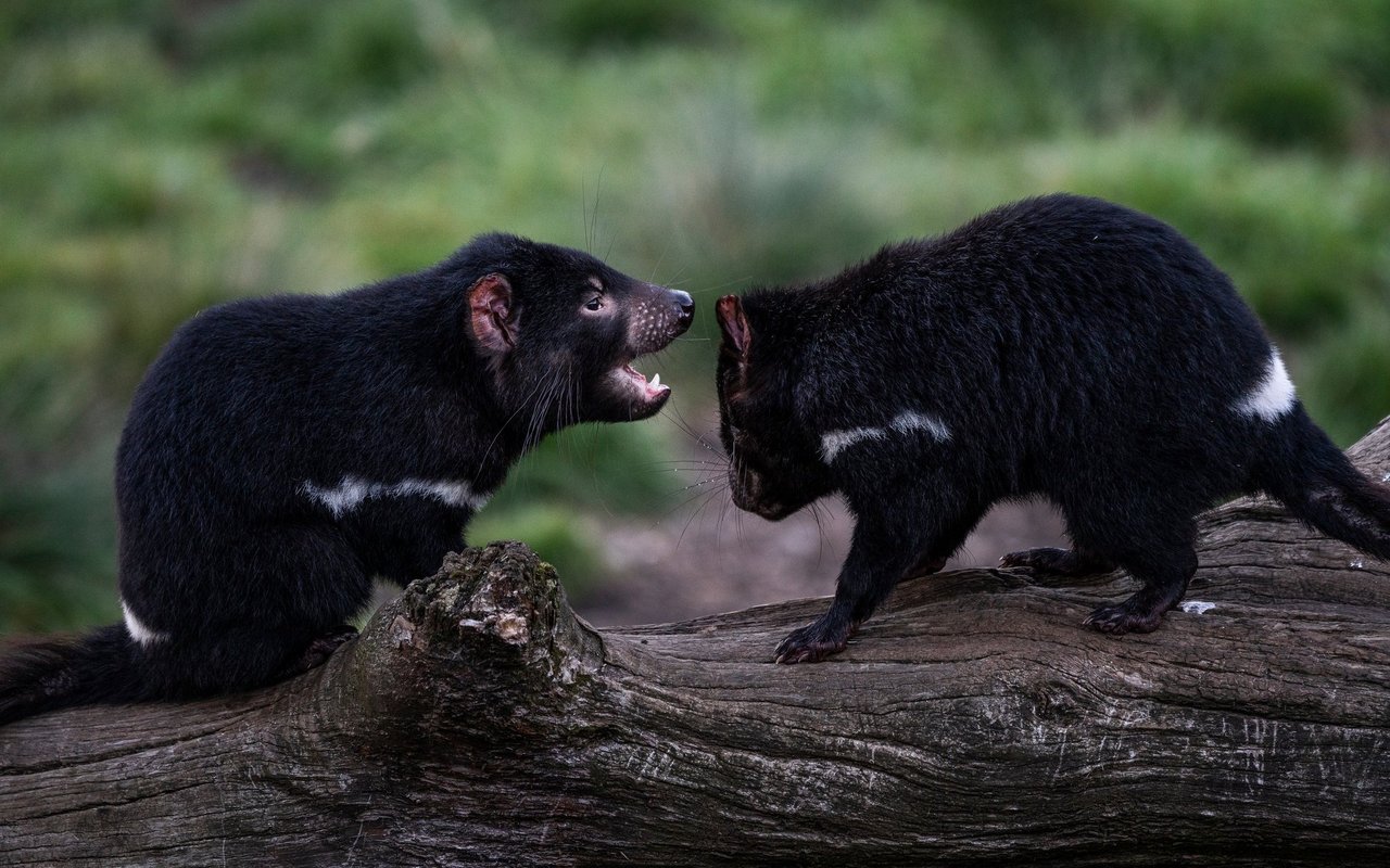 Die Tasmanischen Teufel sind auf der roten Liste als gefährdet eingestuft. 