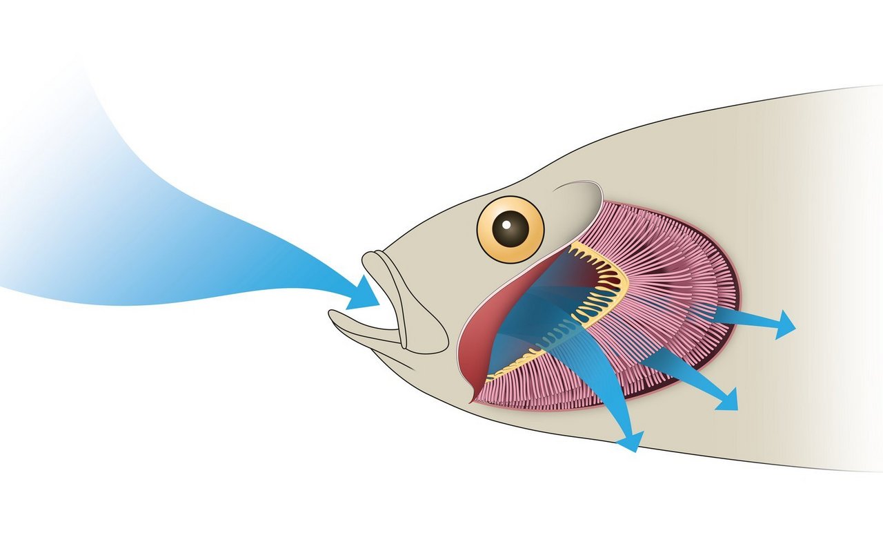 Der Fisch nimmt Sauerstoff über das Wasser auf. 