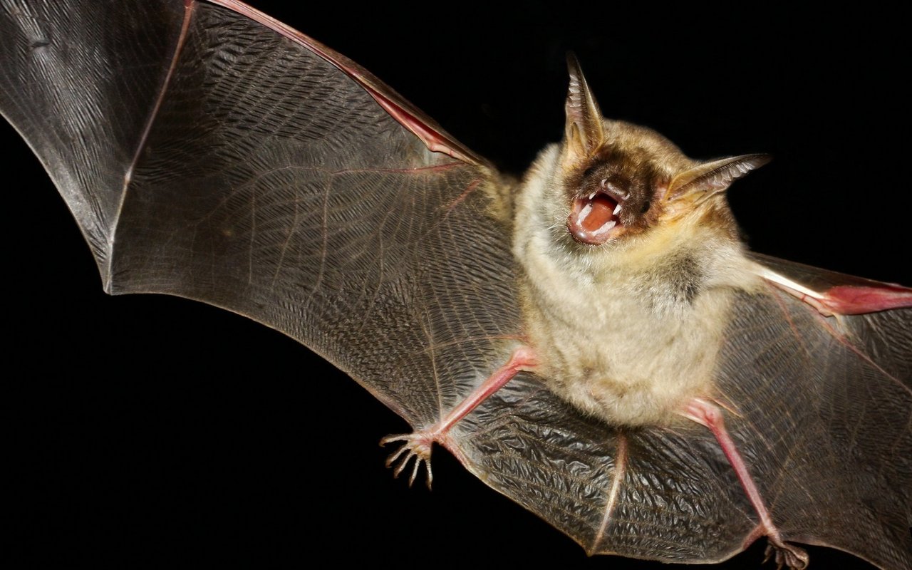 Die grosse Mausohrfledermaus versucht Raubtiere zu täuschen. 