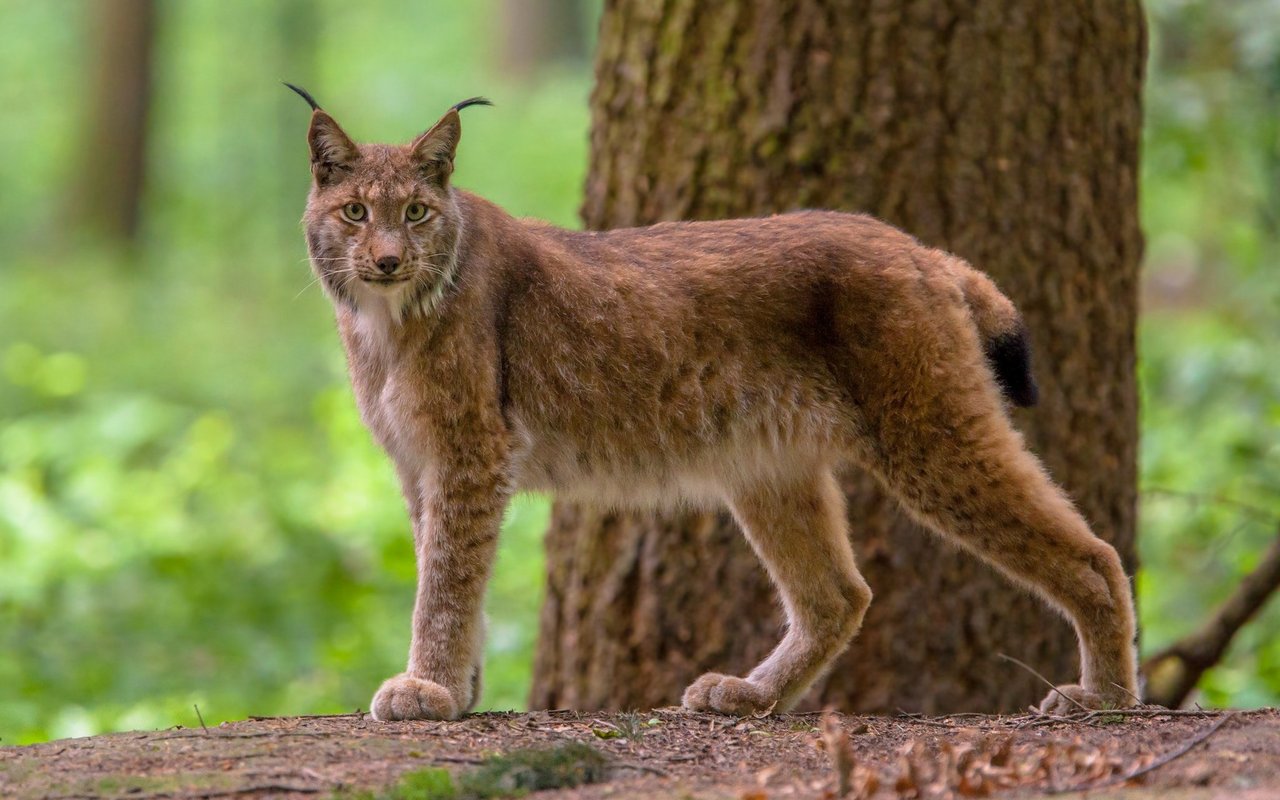 Ein junger Luchs starb beim Überqueren der Strasse. 