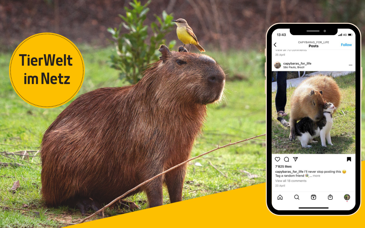 Capybara schliessen viele Tier-Freundschaften. 