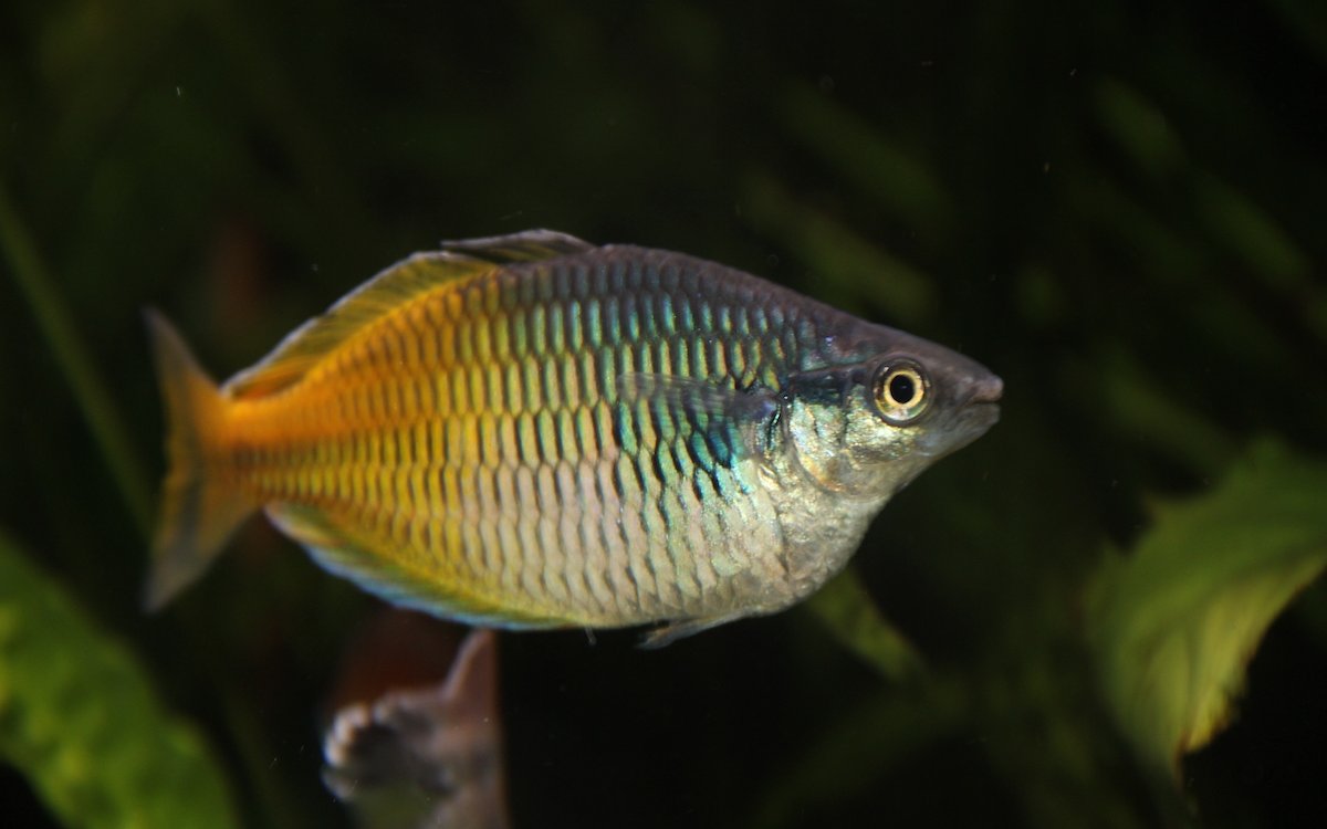 Ein friedlicher Schwarmfisch: Der Boesemans Regenbogenfisch. 