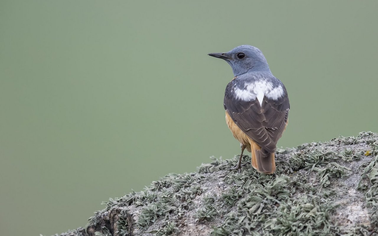 Der Steinrötel ist eine Vogelart, die die Wüste in grosser Höhe überquert. Wahrscheinlich tut er das, um Überhitzung aufgrund
seines dunklen Gefieders zu vermeiden.