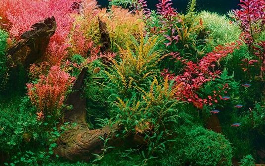 Damit ein Aquarium so aussieht, ist zusätzliches CO2 für die Wasserpflanzen notwendig. 