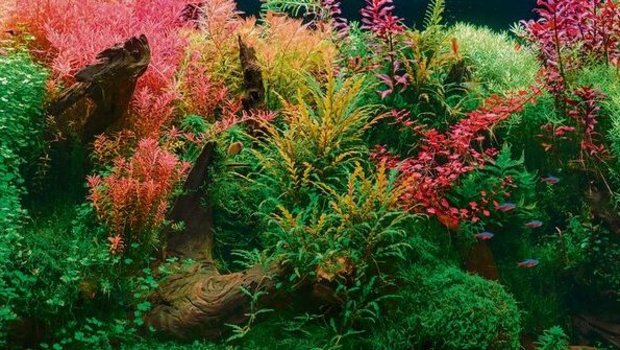 Aquarienpflanzen