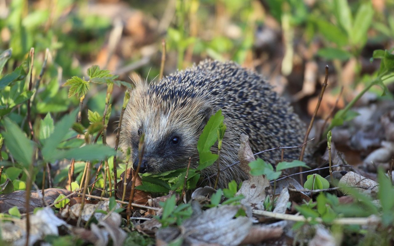  Ein Igel. 