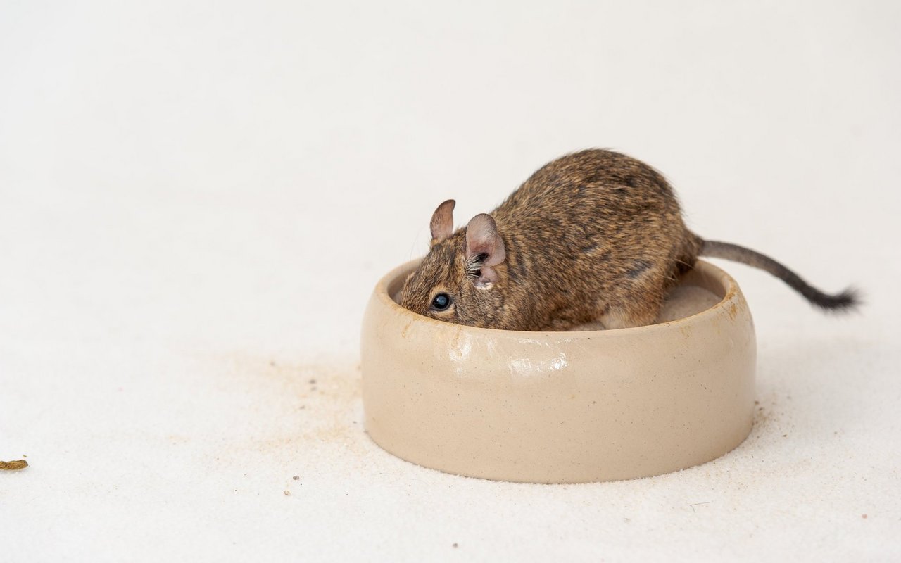 Idealerweise wäre diese Schale noch etwas grösser und höher – dann könnte sich der Degu richtig darin wälzen. 