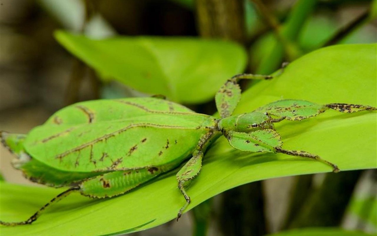 Die Phyllium giganteum ist mit knapp 12 Zentimetern die grösste aller Arten der Wandelnden Blätter. 