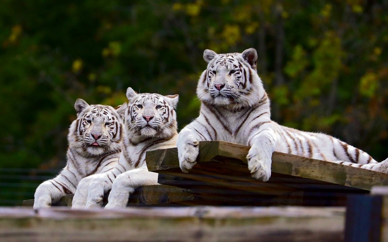 Der Alltag im Showbusiness hat bei vielen Raubkatzen, die im Sikypark leben, Spuren hinterlassen.