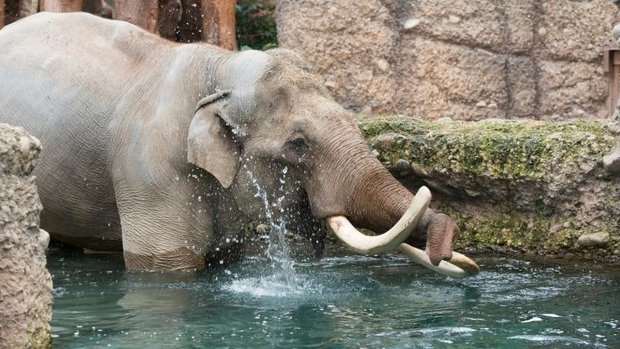 Maxi badet im Zoo Zürich