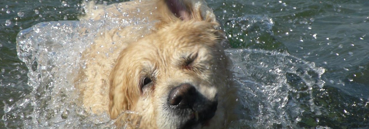 Nach einem heissen Tag gibt es auch für Hunde nichts Besseres, als sich ins Wasser zu stürzen. Doch an vielen Orten sind sie unerwünscht.