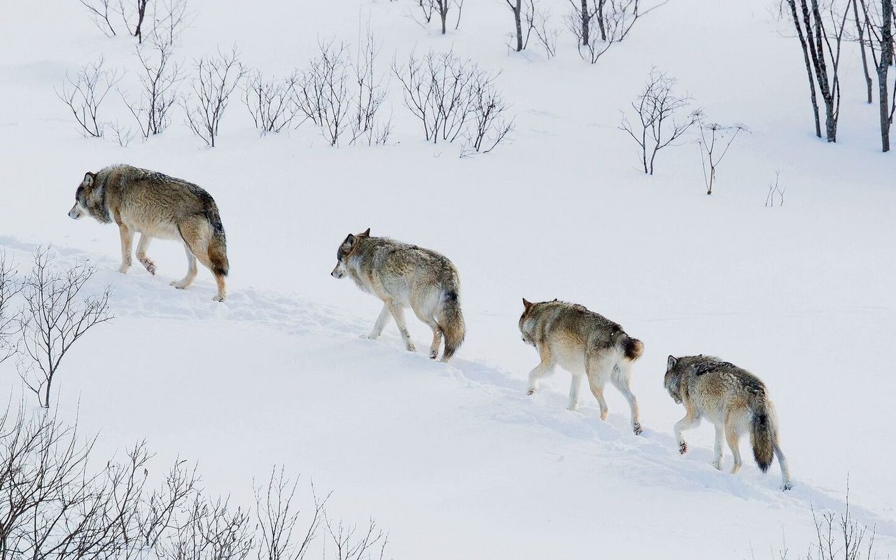 Ein Wolfsrudel verteidigt sein Revier hart. Dringt ein anderer Wolf ein, wird dieser verdrängt – und je nachdem auch getötet.