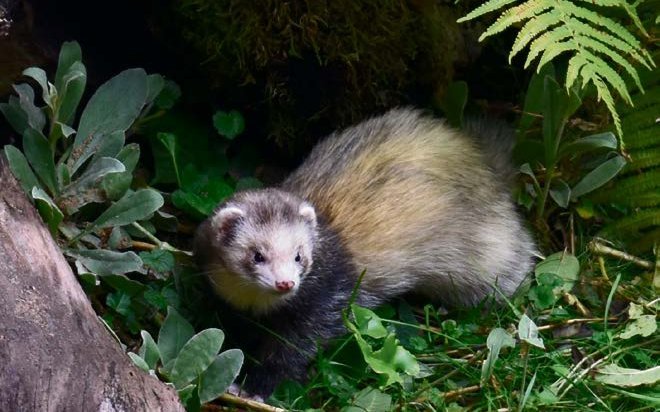 Ihr schlanker Körperbau und ihr Jagdtrieb machen Frettchen zu praktischen Helfern bei der Kaninchenjagd.