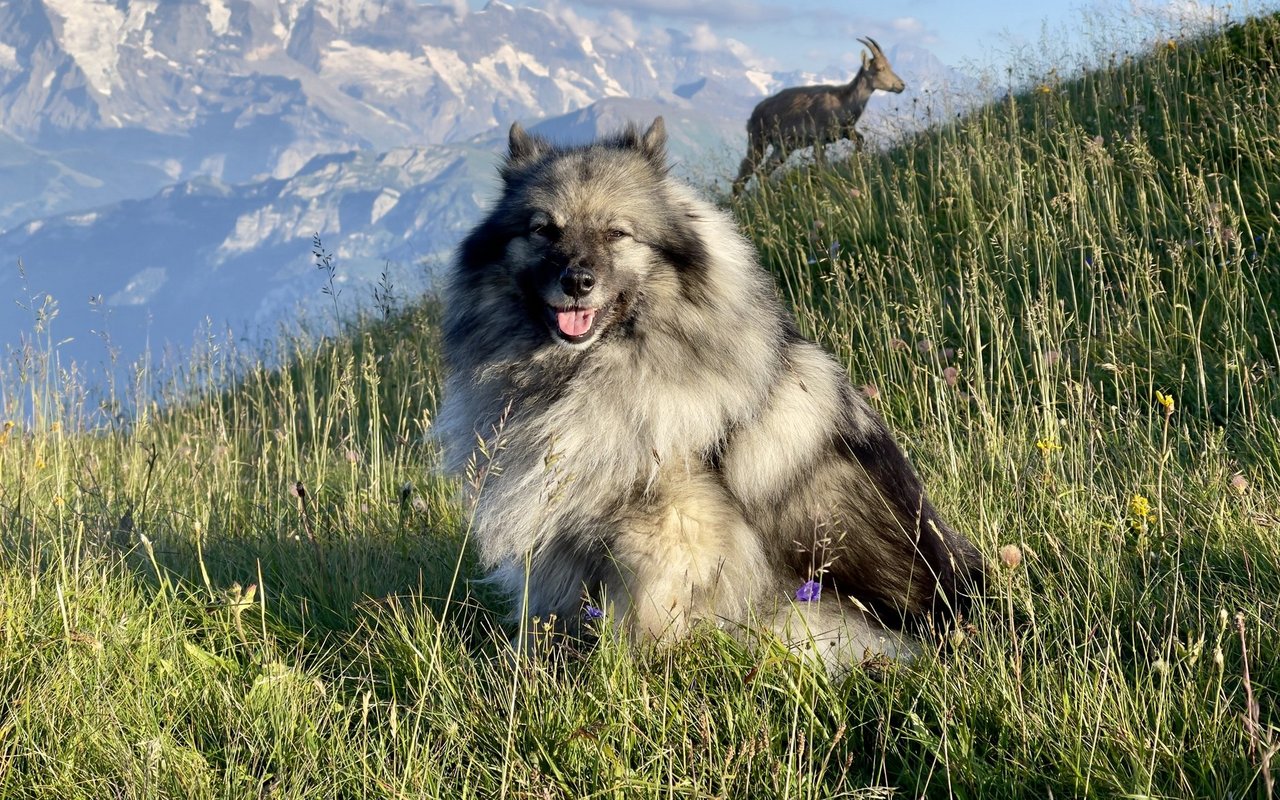 Die 6 jährige Wolfsspitzhündin ist als Sanitätshund ausgebildet.