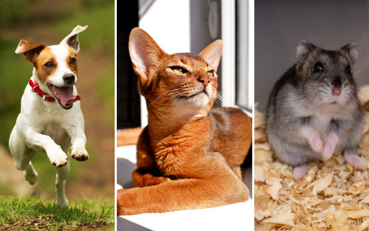 Entdecke, welches Haustier am besten zu deinem Charakter passt