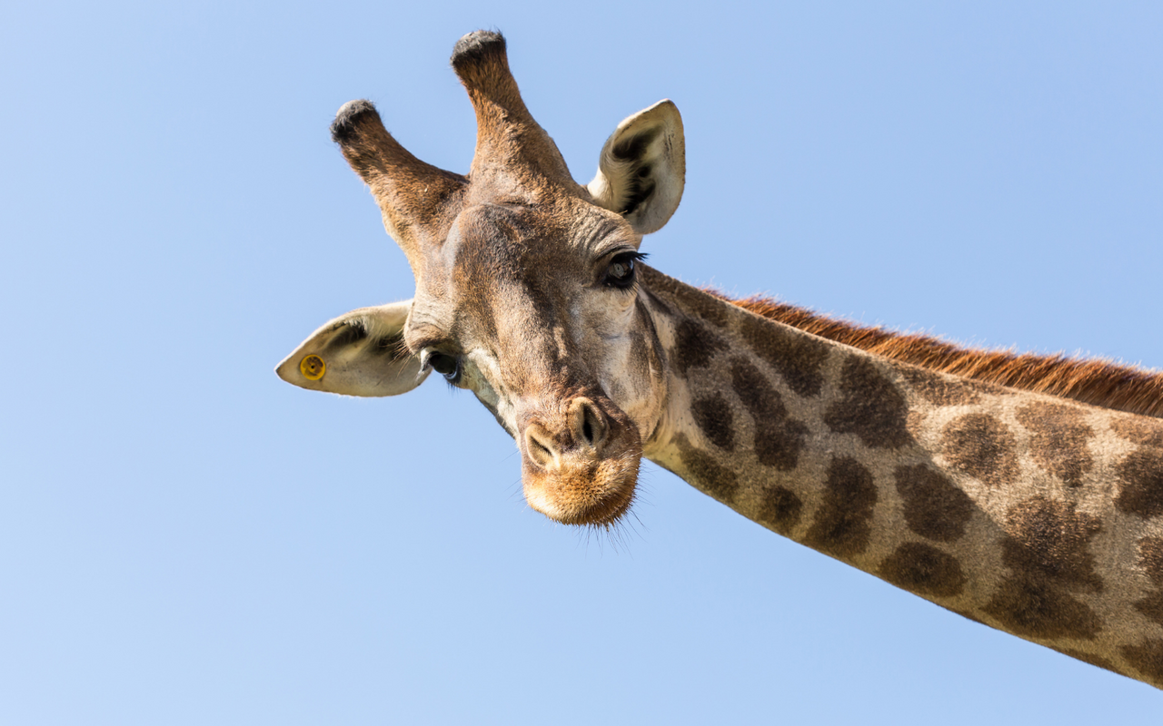 9 Giraffen wurden auf das Festland gerettet.