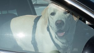 Hund im Auto