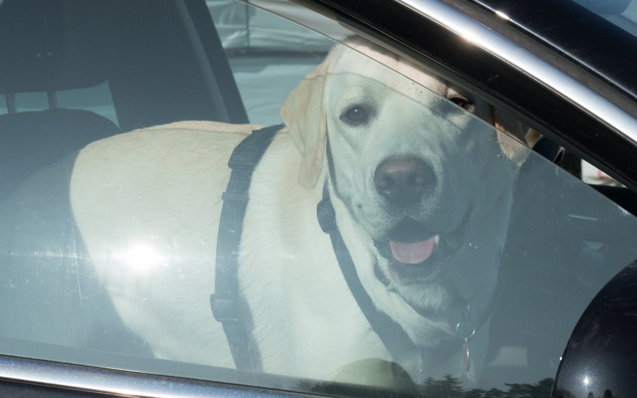 In der Sonne geparkte Autos können schnell eine Innentemperatur von 50° erreichen und somit lebensgefährlich für Hunde werden.