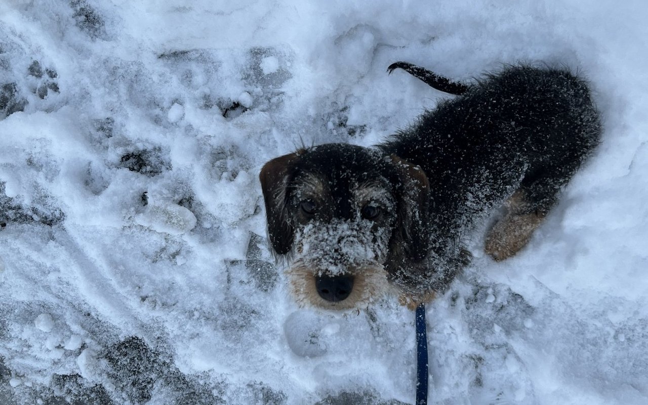 Schnee findet Frieda definitiv besser als Regen. Da vergisst man die Kälte und Nässe komplett.