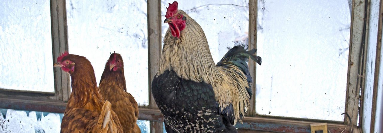 Bei Kälte sollen im Winter die Hühnerstallfenster nicht alle geschlossen werden. Eine gute Belüftung senkt das Risiko einer Erkrankung.